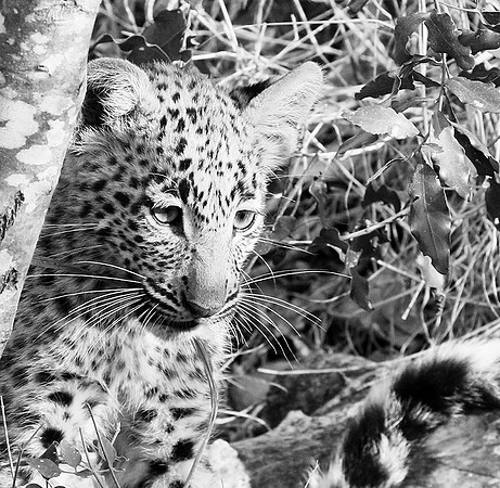 Abu concession - Delta Okavango