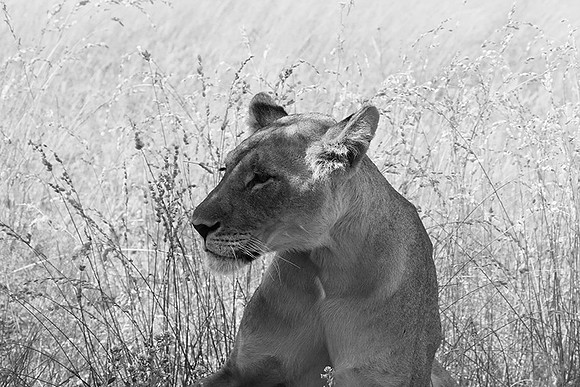Central Kalahari