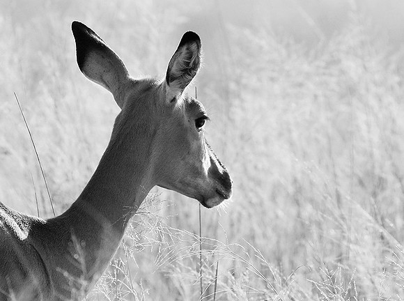 Impalas - delta of Okavango