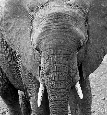 At Mashatu game reserve