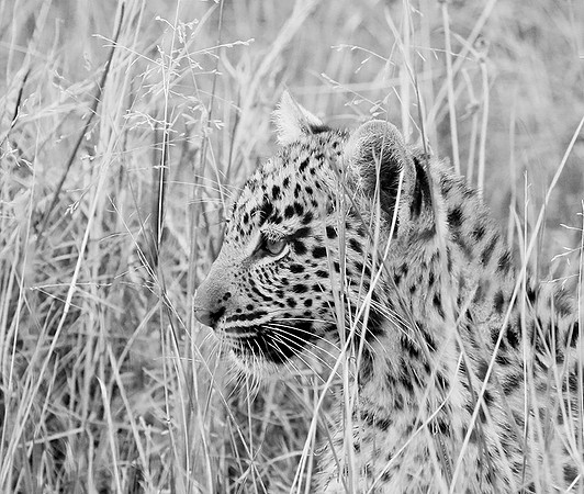 Abu concession - Delta Okavango