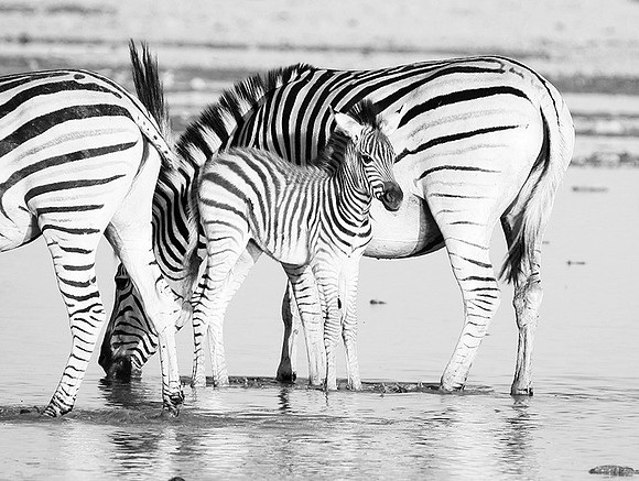 Makgadikgadi