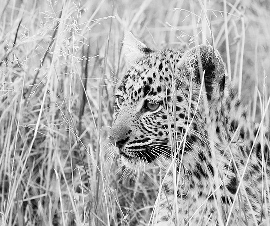 Abu concession - Delta Okavango