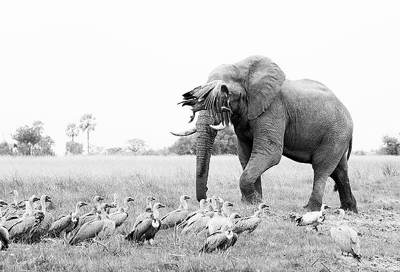 Delta of Okavango - Abu concession