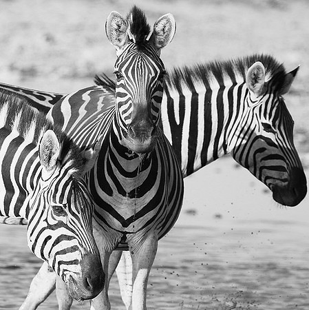 Makgadikgadi