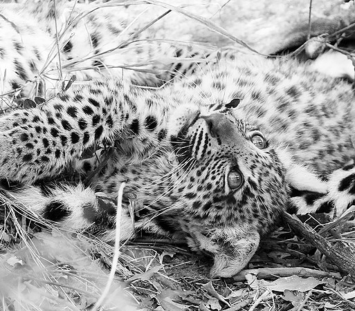 Abu concession - Delta Okavango