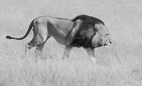 Central Kalahari
