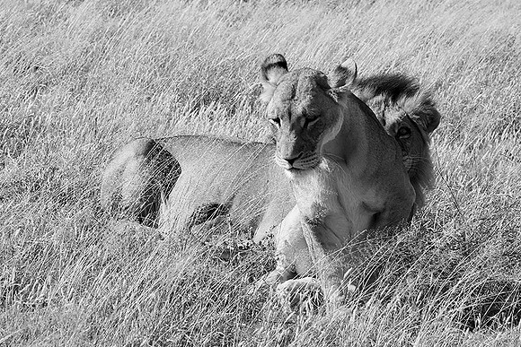Central Kalahari