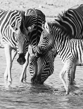 Makgadikgadi