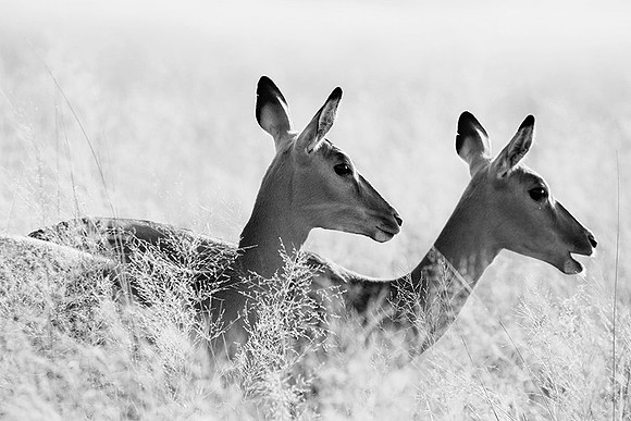 Impalas - delta of Okavango