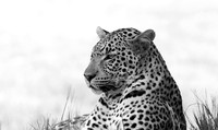 Abu - Delta of Okavango