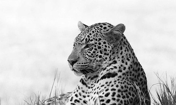 Abu - Delta of Okavango