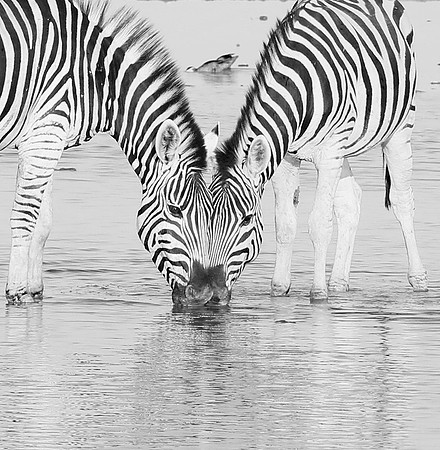 Makgadikgadi