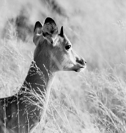Impalas - delta of Okavango