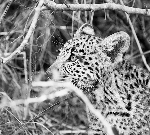 Abu concession - Delta Okavango