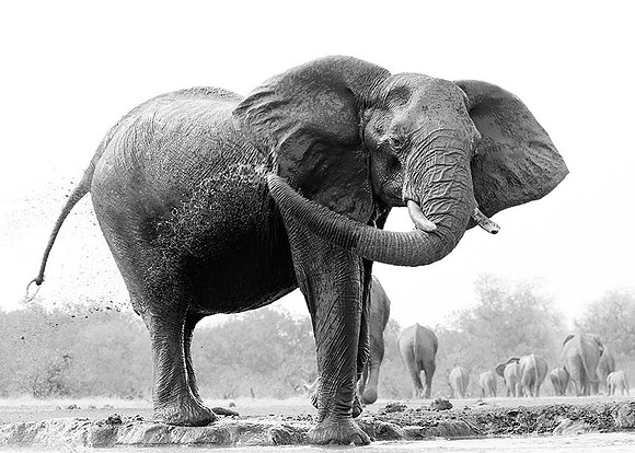 At Mashatu game reserve
