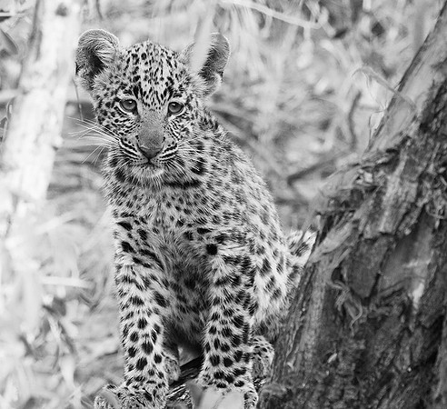 Bame's cub - Okavango