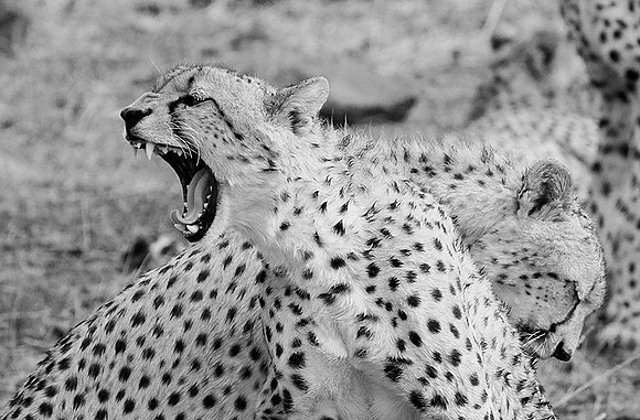 At Mashatu game reserve