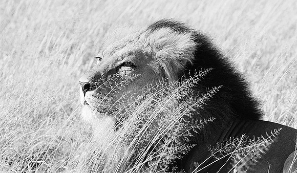 Central Kalahari