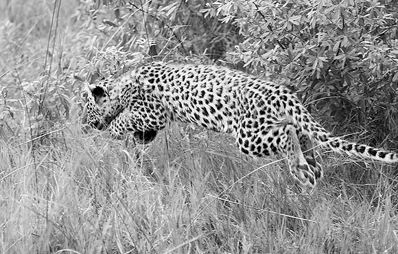 Leopard cub - Delta of Okavango