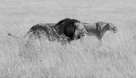 Central Kalahari