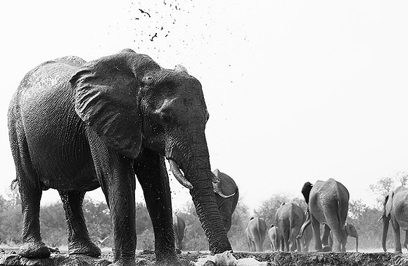 At Mashatu game reserve