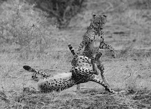 At Mashatu game reserve