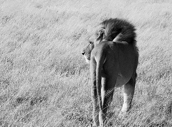 Central Kalahari
