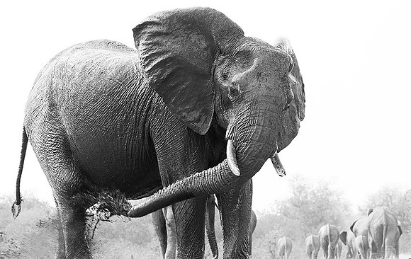 At Mashatu game reserve