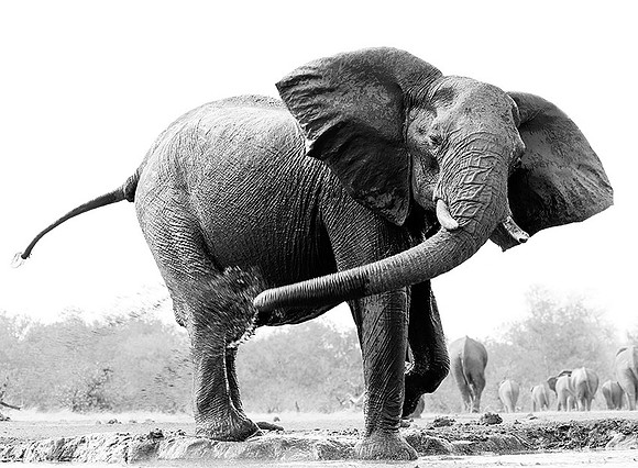 At Mashatu game reserve