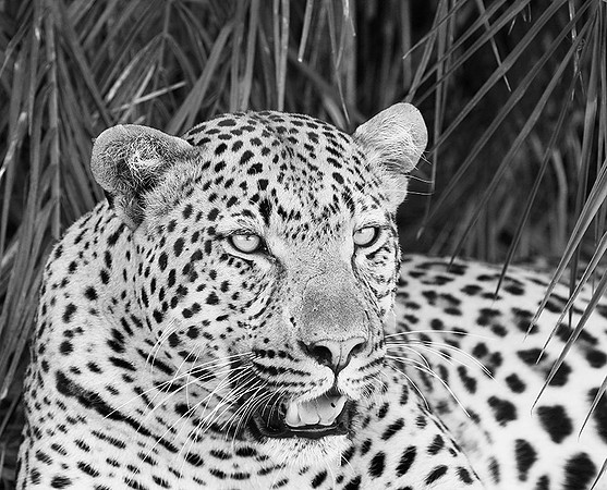 Leopard Mafunyane - Okavango