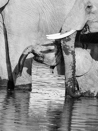 Abu - Delta of Okavango