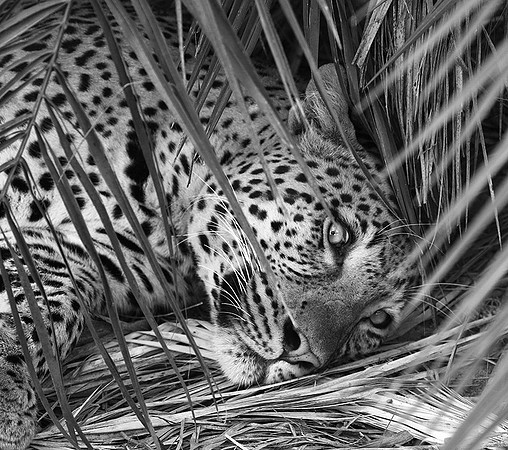 Leopard Mafunyane - Okavango
