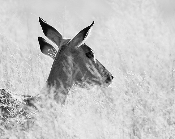 Impalas - delta of Okavango