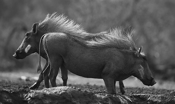 At Mashatu game reserve