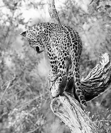 Bame's cub - Abu
