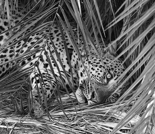 Leopard Mafunyane - Okavango