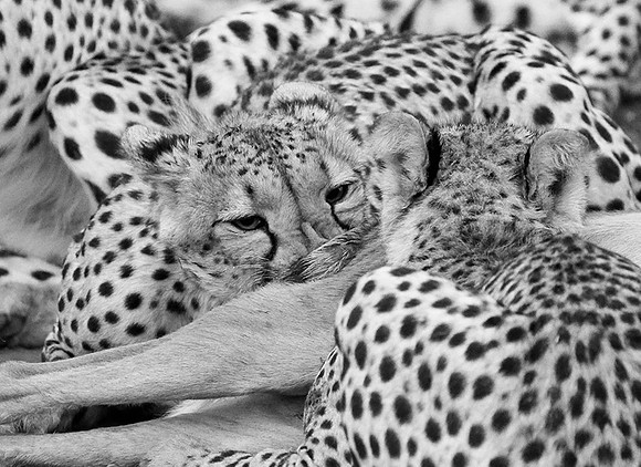 At Mashatu game reserve