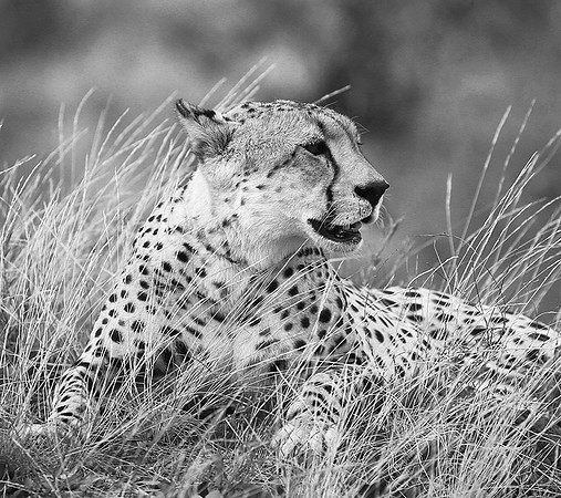 At Mashatu game reserve