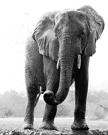 At Mashatu game reserve