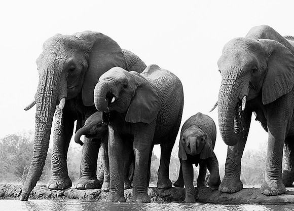 At Mashatu game reserve