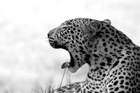 Abu - Delta of Okavango