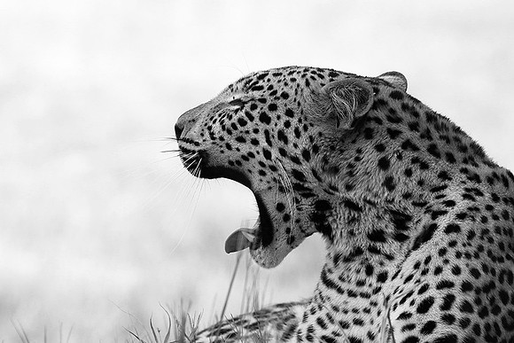 Abu - Delta of Okavango