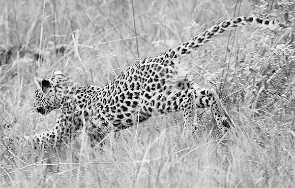 Leopard cub - Delta of Okavango