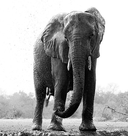 At Mashatu game reserve