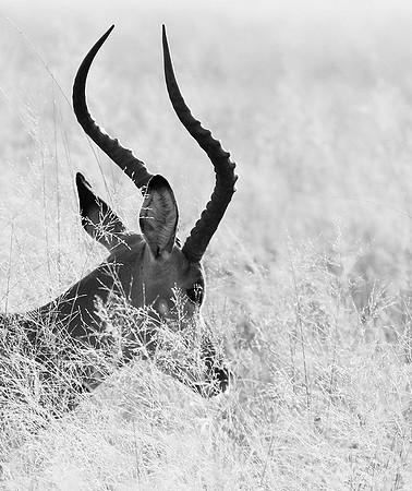Impalas - delta of Okavango