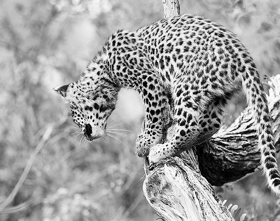 Bame's cub - Abu