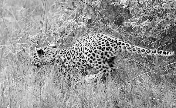 Leopard cub - Delta of Okavango
