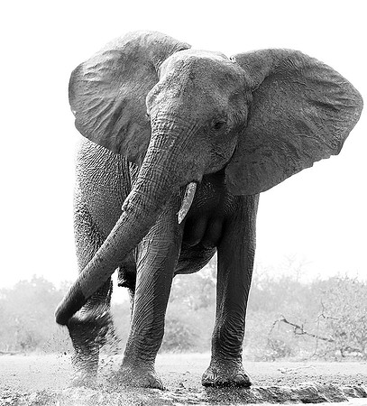 At Mashatu game reserve