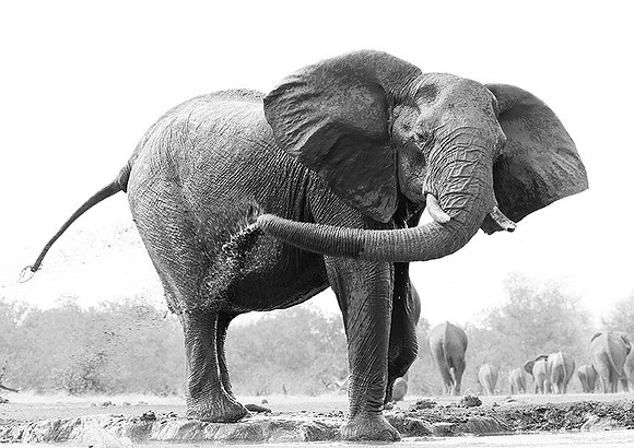 At Mashatu game reserve